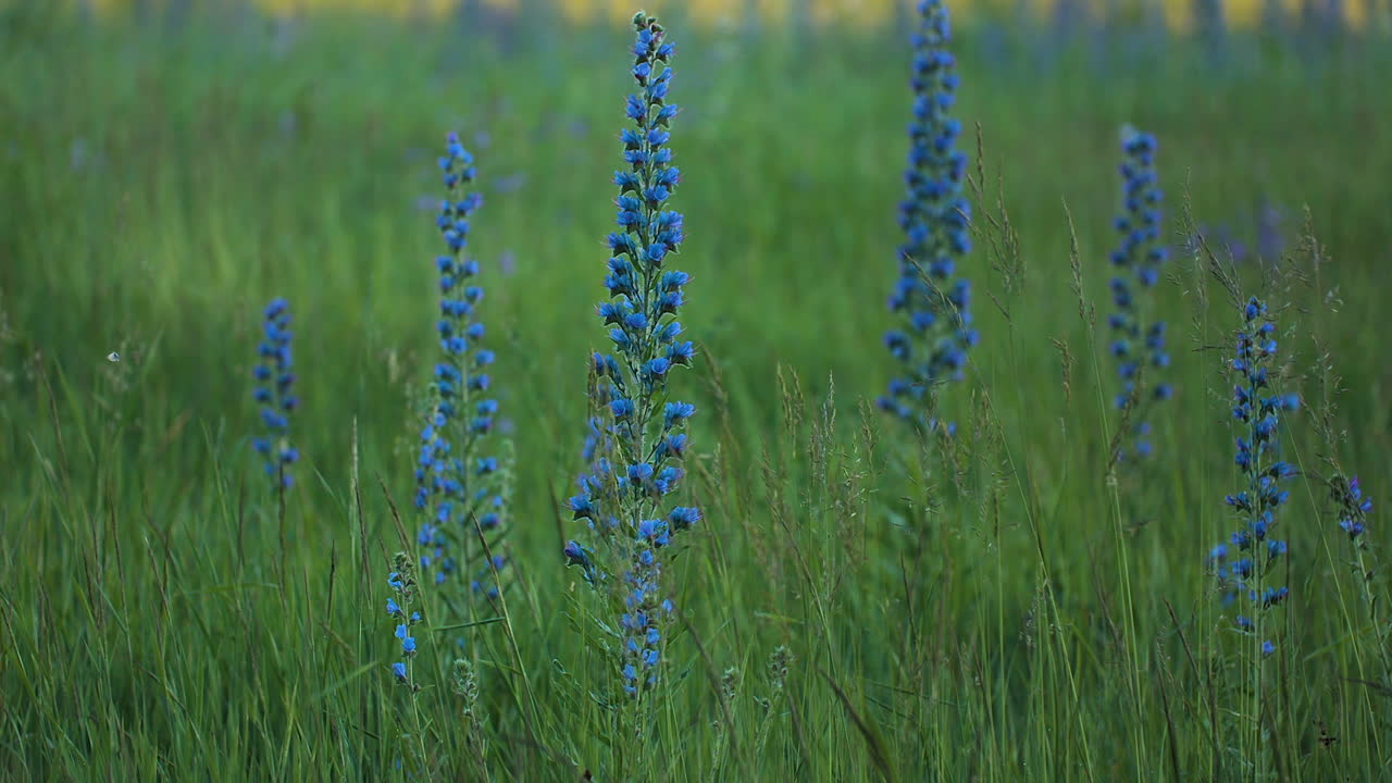 초원에서 아름다운 파란 꽃
