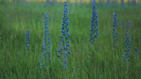 hermosas flores azules en un prado