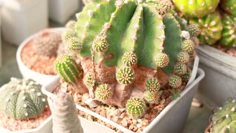 cactus exhibidos en el mercado de khlong lat mayom