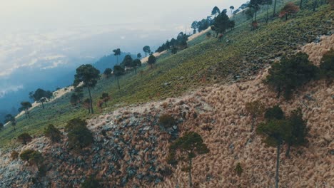 Drone-flight-over-the-grass-and-trees-at-the-Ajusco-vulcano-in-Mexico-City,-Mexico