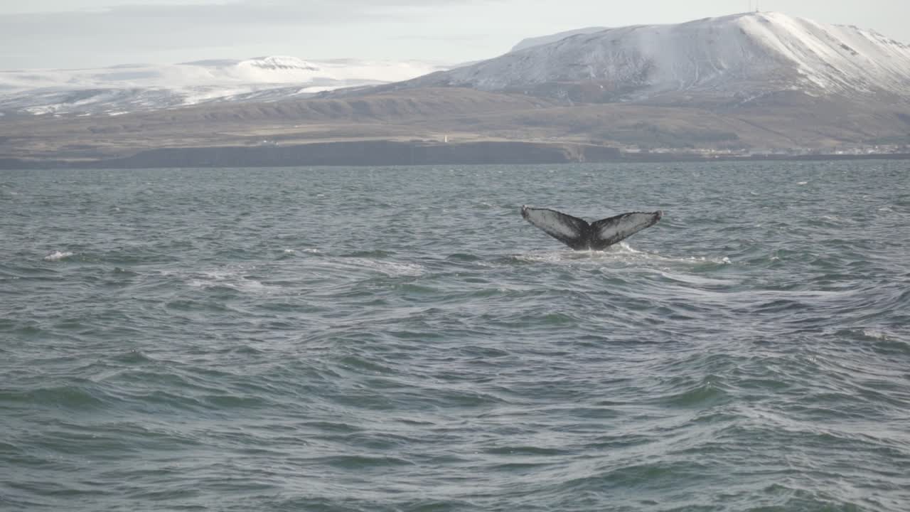 A stunning capture of a whale's fluke as it dives into the waters off Húsavík, Iceland, with snow-capped mountains in the background