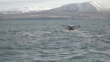 a stunning capture of a whale's fluke as it dives into the waters off húsavík, iceland, with snow-capped mountains in the background