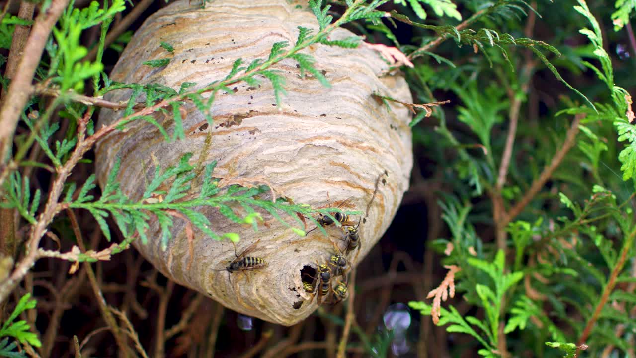 Wasp nest mid shot in cedar bush
