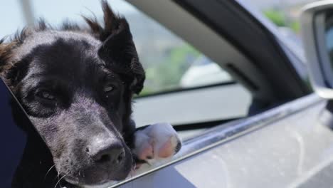 Schwarzer-Hund-Schaut-Aus-Dem-Autofenster,-Während-Das-Auto-Fährt