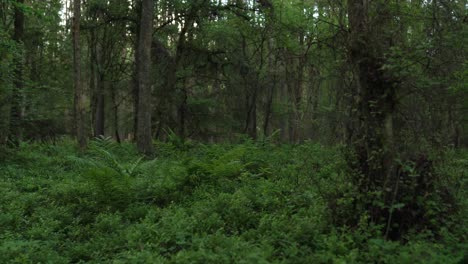 woodland with ferns, bushes and trees