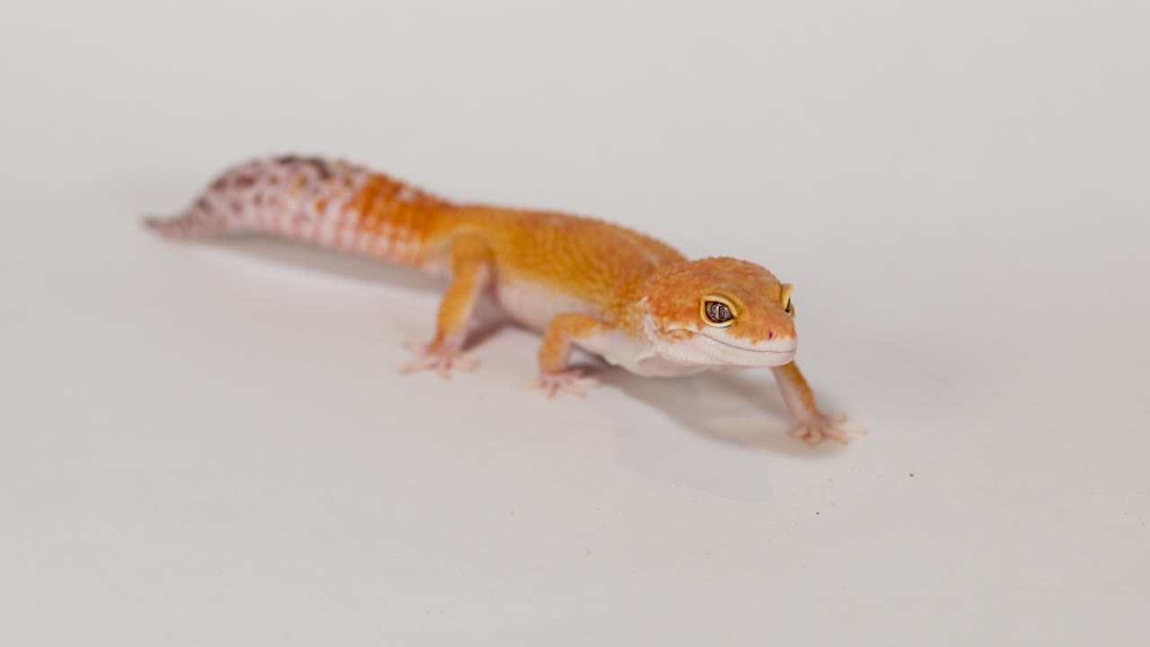 Macro di un geco leopardo arancione che cammina su una superficie bianca con illuminazione intensa