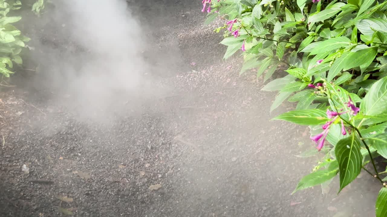 White smoke drifts along a garden path bordered by flowering Strobilanthes under natural daylight
