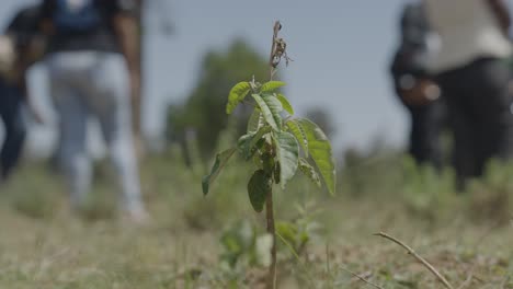 Un-Primer-Plano-De-Semillas-De-árboles-Plantadas-Con-Gente-Al-Fondo-En-Un-Día-Ventoso