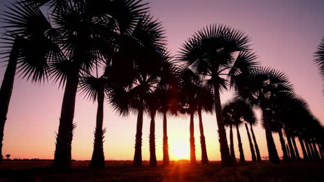 silhouette of palm trees at sunset