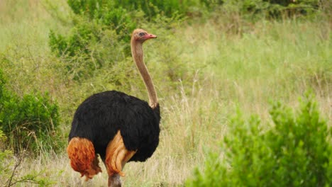 Slow-motion:-Lone-adult-male-Ostrich-walks-away-between-green-bushes-and-grass-with-dirty-red-tail-feathers