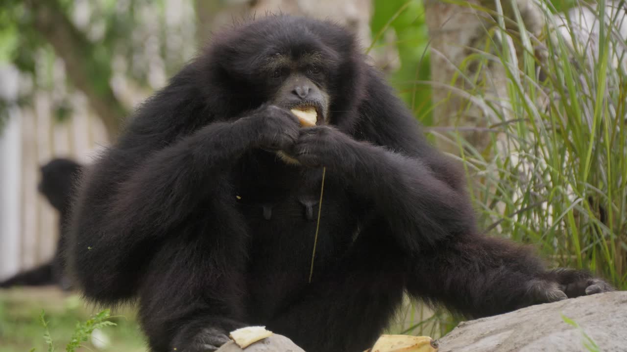 primer plano de un gibón de pelaje negro siamang comiendo. en cámara lenta
