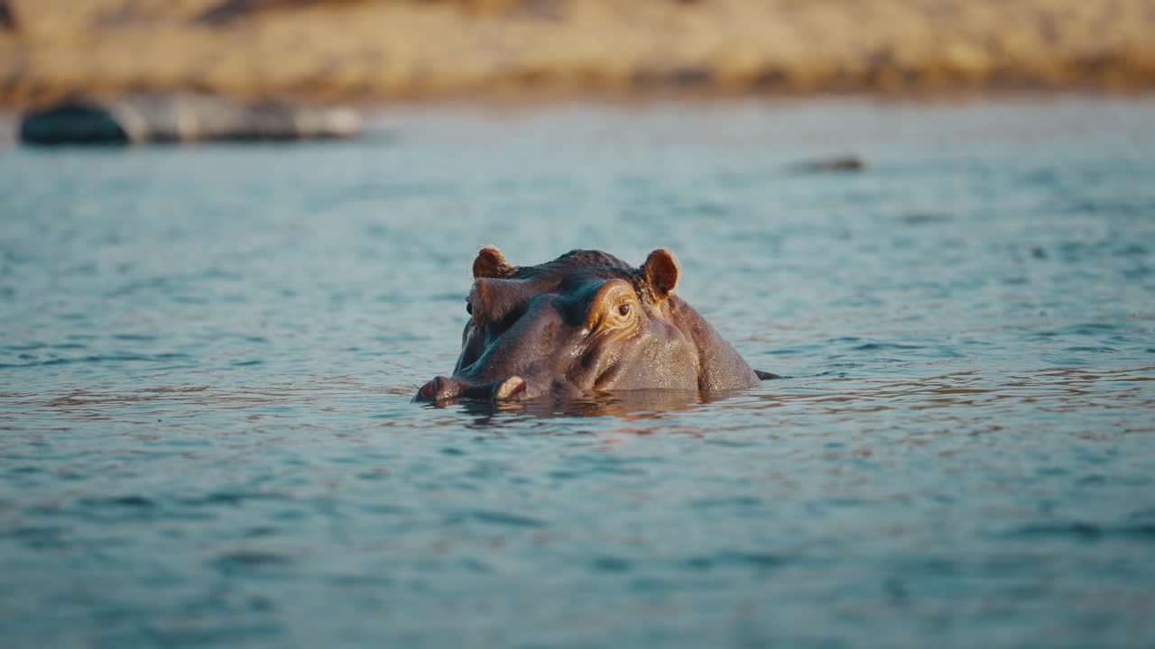 Hippo in the river in Gonarezhou National Park, Zimbabwe, looks toward the camera before submerging underwater 01