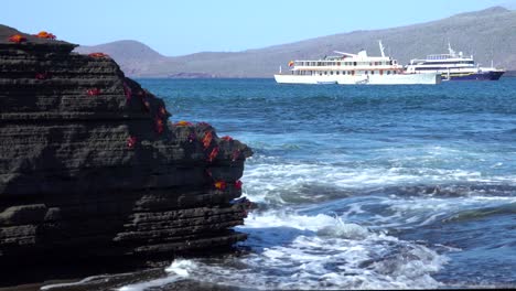 Bright-red-Sally-Lightfoot-crabs-with-ships-in-distance-on-the-Galapagos-Islands