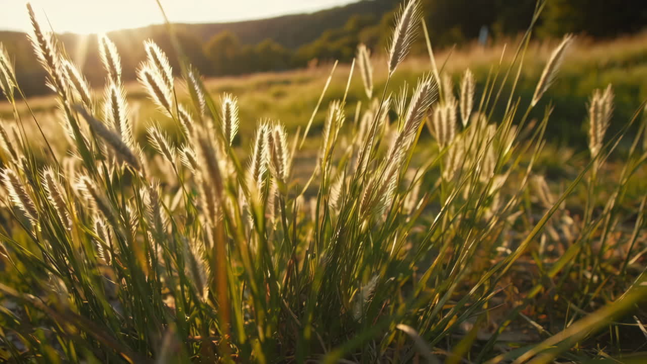 Golden Sunset Meadow