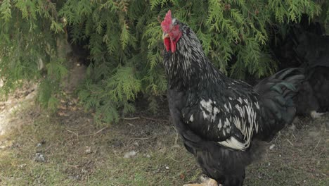 gallo en el patio cerca del árbol. toma de primer plano. gallo negro en el pueblo