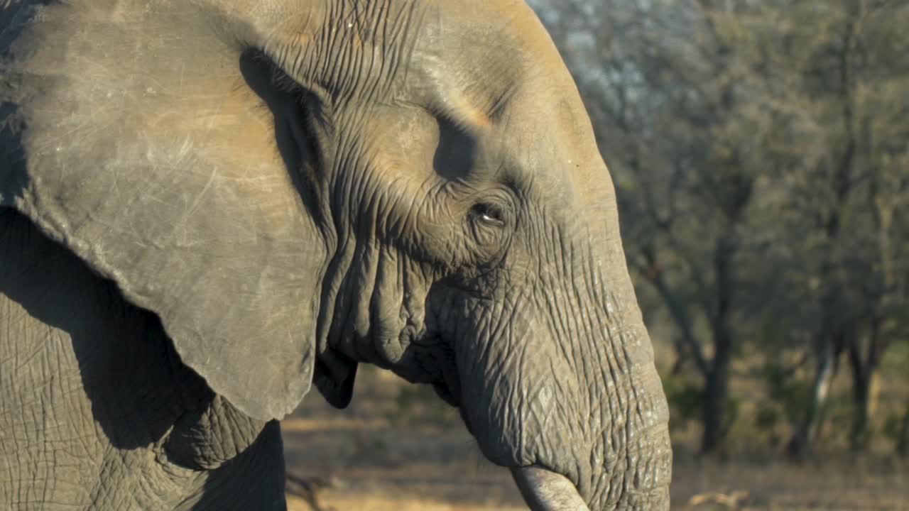 코끼리 걷기의 슬로우 모션 추적 샷