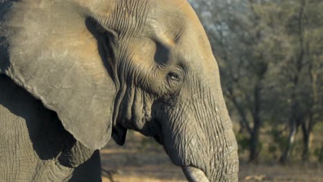 tiro de seguimiento en cámara lenta de elefante caminando
