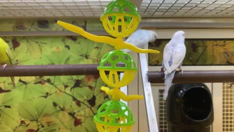 pájaros coloridos en una gran jaula de pájaros con un juguete balanceándose de un lado a otro
