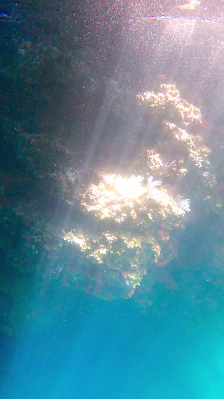 빛 으로 조명 된 해저 산호초 의 수직적 인 모습