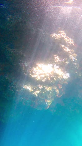 vertical view of undersea coral reefs illuminated by sunlight