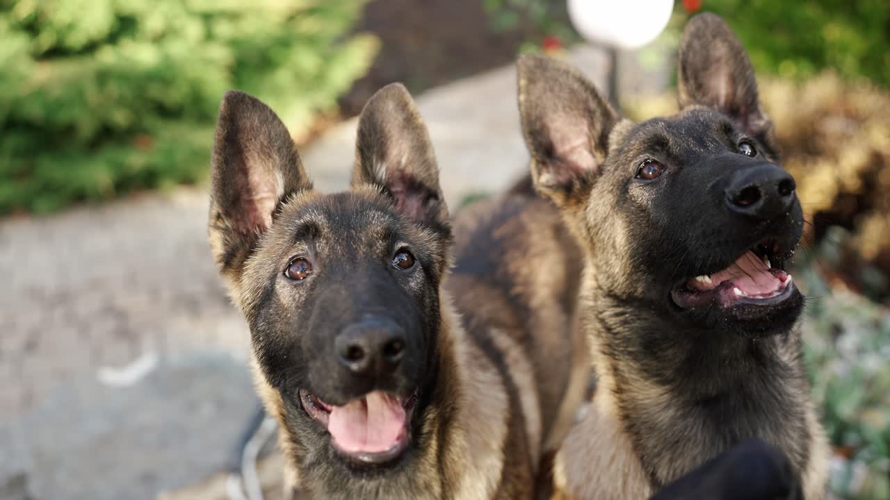 ⁇ 스 브레이드 독일 셰퍼드 개 들 의 초상화, 야외, 클로즈업