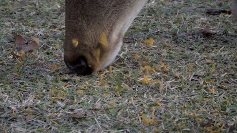 multiple japanese sika deer or doe grazing animal feed in nara park, close up