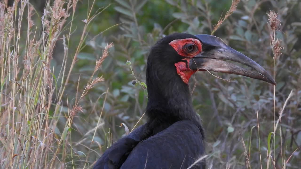 Head and back of a Southern ground hornbill in the high grass, close up of animal, bird wildlife, black and red beautiful bird