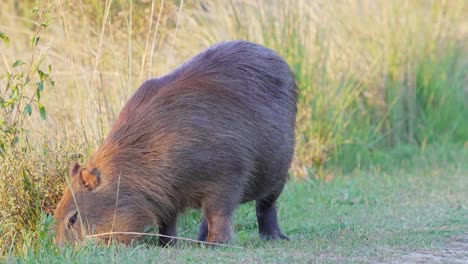 gordita y esponjosa madre embarazada caypabara, hydrochoerus hydrochaeris forrajeando y comiendo con la hierba a lo largo de la orilla del río con la hermosa luz del sol dorada de la tarde