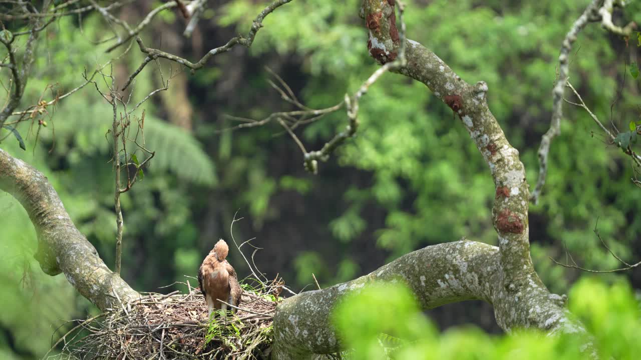 자바 독수리 새끼 가 수염 으로 어서 더러운 털 을 청소 하고 있다