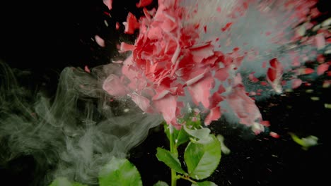 una rosa roja congelada es destrozada por una bala