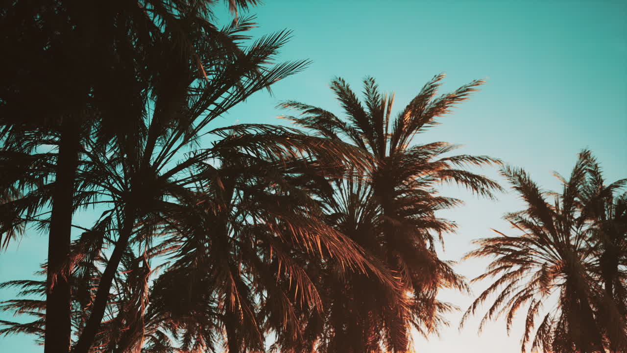 해가 지는 하늘을 배경으로 나무의 실루이