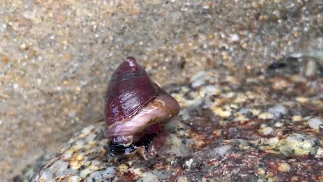 Turbanschnecke,-Die-Sich-Außerhalb-Des-Wassers-Bewegt