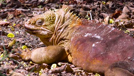 a land iguana giant lizard on the galapagos islands 3