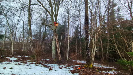 Man-in-tree-hanging-bird-nesting-box,-distance-view