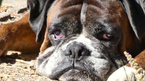 closeup of german boxer face