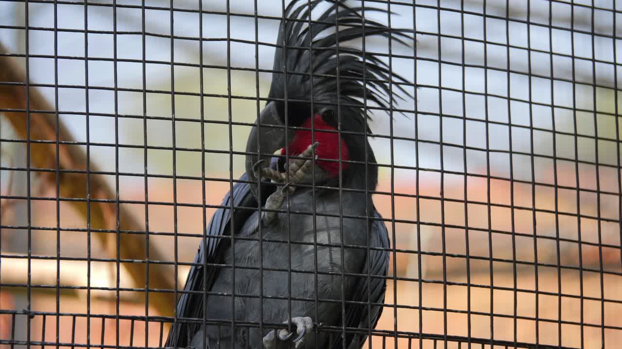 Palm cockatoo perched behind a cage, showcasing its striking red cheeks and crest