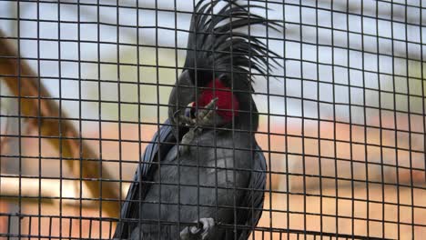 palm cockatoo perched behind a cage, showcasing its striking red cheeks and crest
