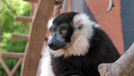 close up of ruffed lemur on branch