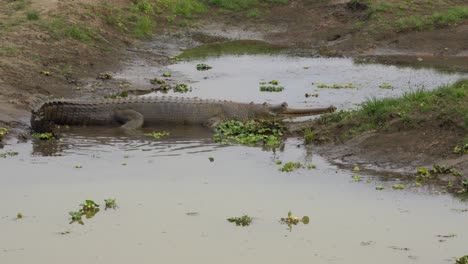 a gharial crocodile resting half submerged on the bank of a river in the chitwan national park in nepal