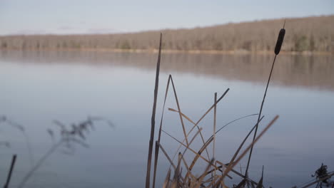 grass on a frozen lake