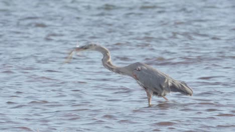 great blue heron in ocean with fighting needlefish in beak