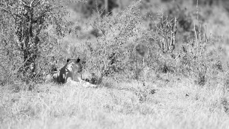 High-contrast,-desaturated-African-lioness-rests-in-the-Kenyan-shade
