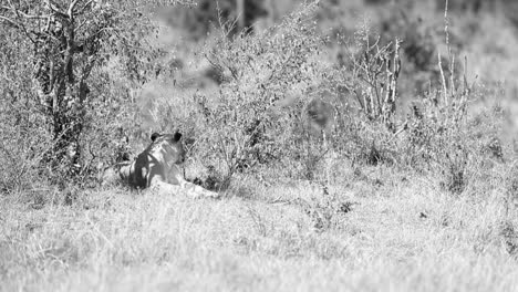 high contrast, desaturated african lioness rests in the kenyan shade
