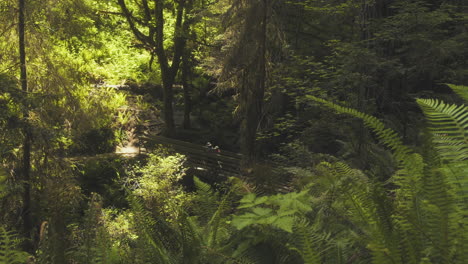 WIde-shot-of-the-California-redwoods-and-a-footbridge-with-people-walking-across