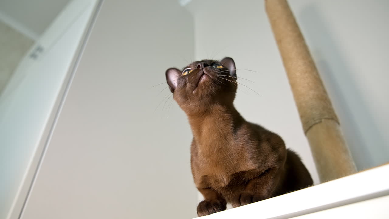 Purebred kitten indoors. Beautiful brown burmese cat sitting on a table and looking to the sides. Adorable pedigree pet at home. Family member. View from below.