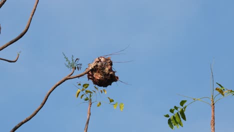 ant nest moving with the with as the camera zooms out during a windy blue sky day, formicoidea, thailand