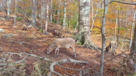 Sheep-and-goats-grazing-Colorful-autumn-in-the-mountain-forest-ocher-colors-red-oranges-and-yellows-dry-leaves-beautiful-images-nature-without-people