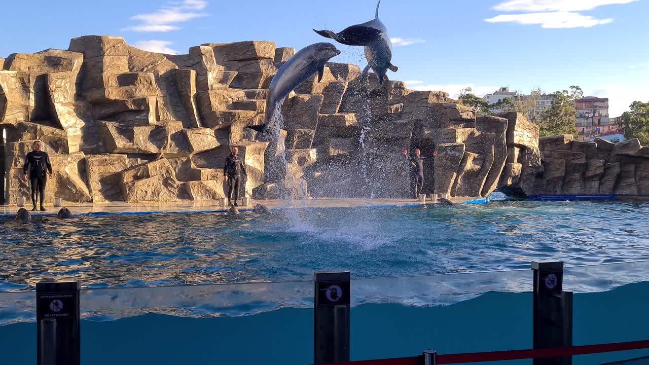 Dolphins show in Batumi dolphin aquarium, Dolphins jump high out of water