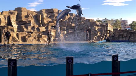 dolphins show in batumi dolphin aquarium, dolphins jump high out of water