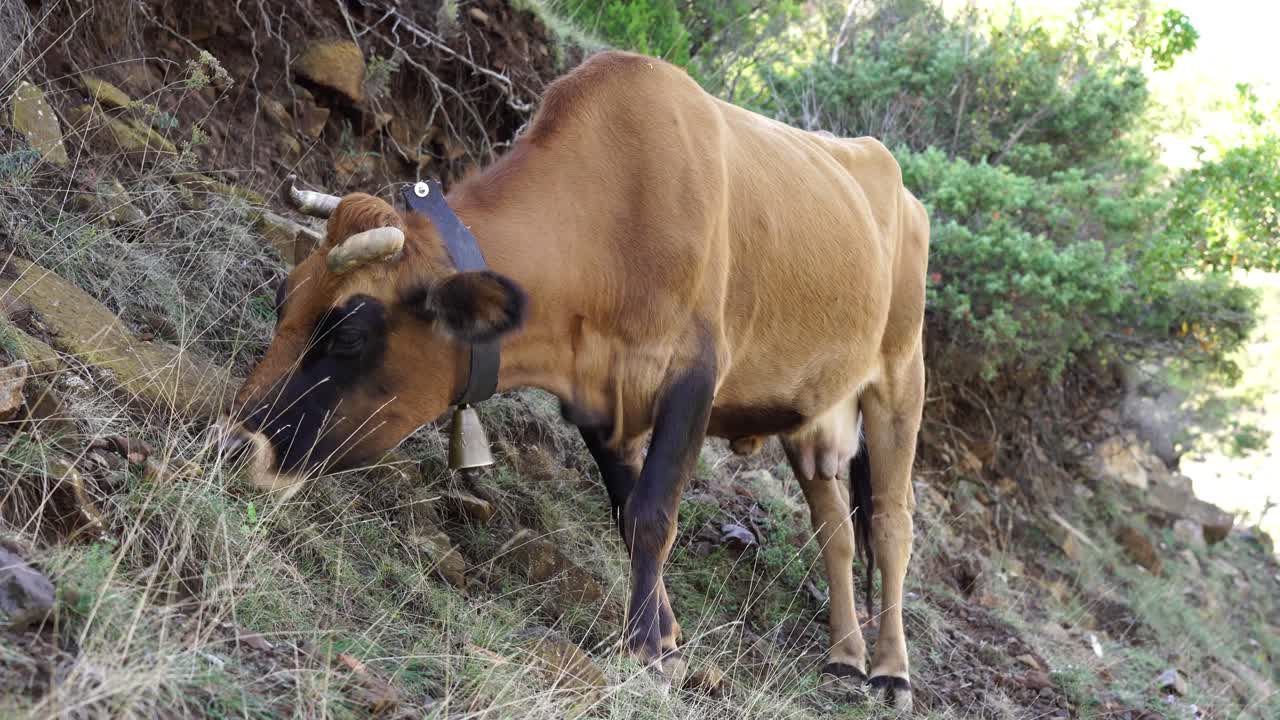 la vaca alpina se alimenta de la hierba fresca de las tierras altas en las altas montañas